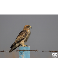 گونه عقاب پر پا Booted Eagle 